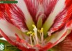 hippeastrum Pierrot (3)